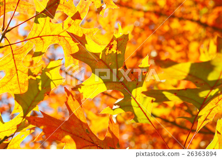 English oak colored leaves English oak colored leaves 26363894