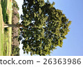 large tree  26363986