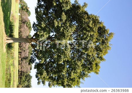 large tree  26363986