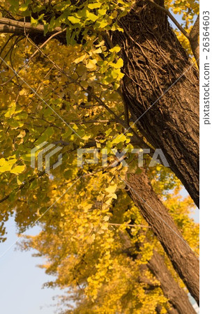 Ginkgo bunches 26364603