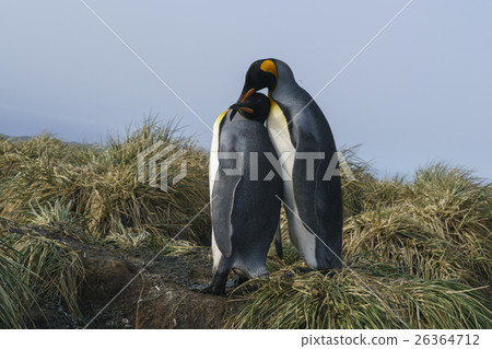Two pairs of king penguins on South Georgia Island Two pairs of king penguins on South Georgia Island 26364712