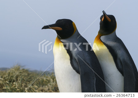 Two pairs of king penguins on South Georgia Island Two pairs of king penguins on South Georgia Island 26364713
