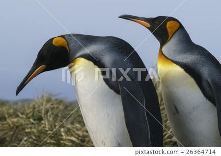 Two pairs of king penguins on South Georgia Island Two pairs of king penguins on South Georgia Island 26364714