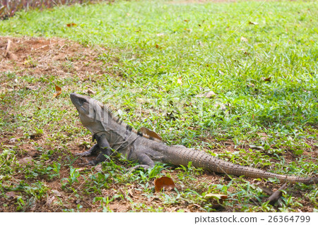 加勒比海灘 加勒比海灘 26364799