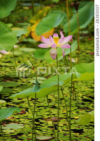 蓮花 蓮花 26365037