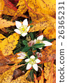 Deciduous leaves and Assembly 26365231