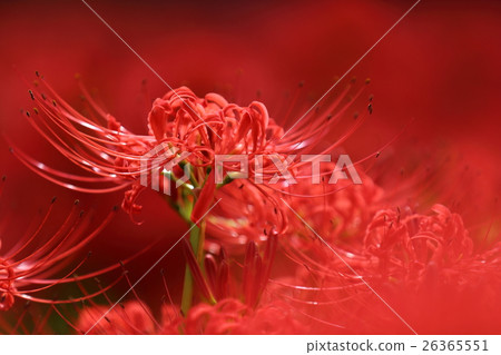 Drawing paddy field 26365551