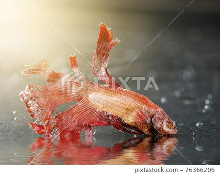 Skeleton of a death fighting fish Skeleton of a death fighting fish 26366206