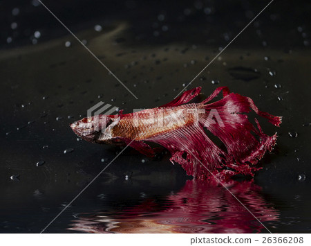 Skeleton of a death fighting fish Skeleton of a death fighting fish 26366208