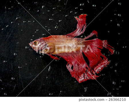 Skeleton of a death fighting fish Skeleton of a death fighting fish 26366210