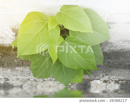 Green leaf background ,Bodhi Tree Spontaneously Green leaf background ,Bodhi Tree Spontaneously 26366217