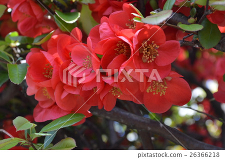 花瓣 26366218
