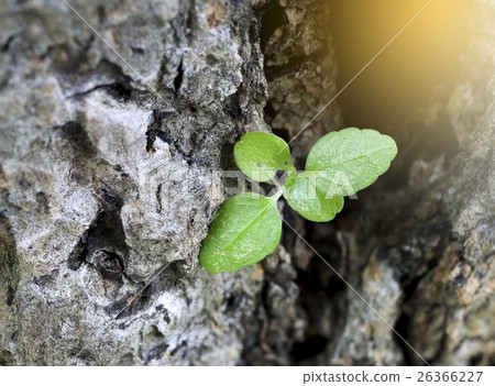 little green plant grows on wood crack little green plant grows on wood crack 26366227