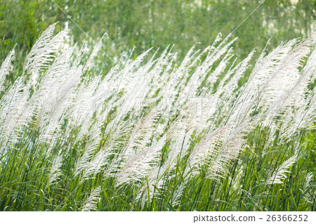 Fields of grass Feather pennisetum Fields of grass Feather pennisetum 26366252