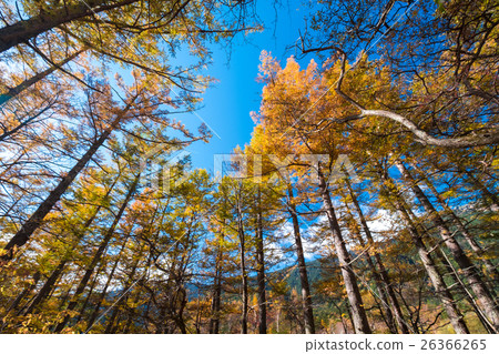 The fall season of kamikochi 26366265