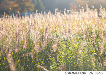 Fields of grass Feather pennisetum Fields of grass Feather pennisetum 26366272