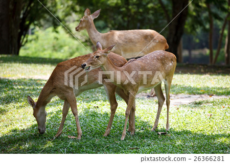 deer grazing in khao kheow open zoo in thailand 26366281