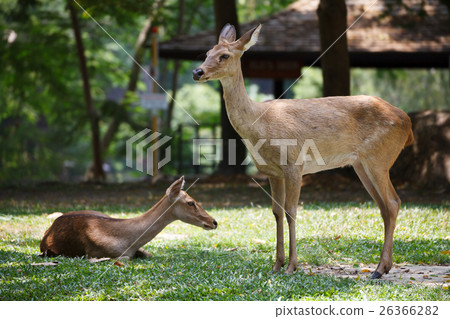 female in the ground in khao kheow open zoo 26366282