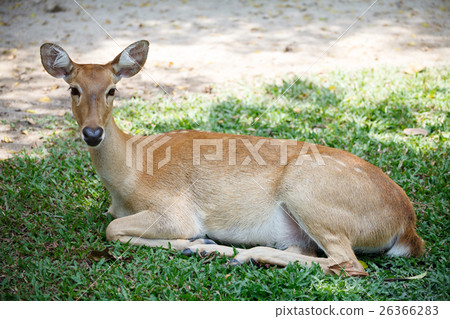 deer sit in the ground in khao kheow open zoo  26366283
