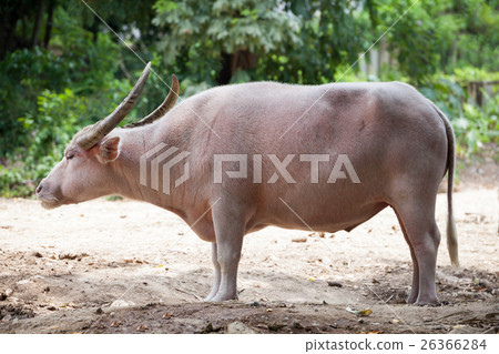 Thai albino buffalo (Thailand Pink buffalo) Thai albino buffalo (Thailand Pink buffalo) 26366284