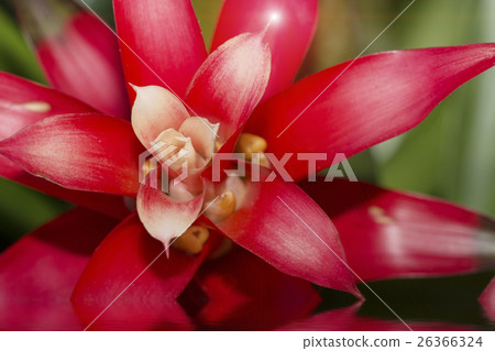 Aechmea fasciata Bromeliad on dark background Aechmea fasciata Bromeliad on dark background 26366324