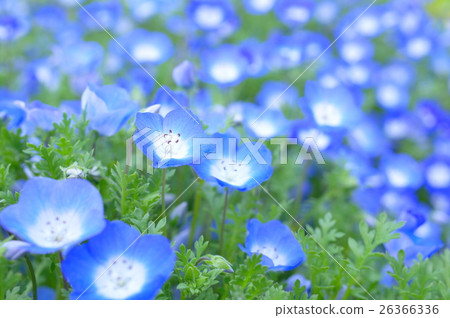 Nemophila in full bloom Nemophila in full bloom 26366336