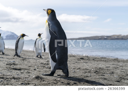 A group of King penguins walking on the beach at South Georgia A group of King penguins walking on the beach at South Georgia 26366399