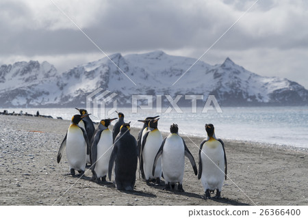 A group of King penguins walking on the beach at South Georgia A group of King penguins walking on the beach at South Georgia 26366400