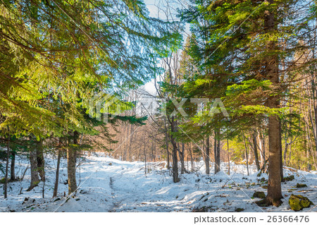Fantastic winter forest 26366476