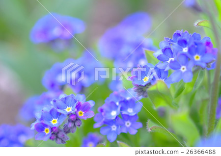 Flowering of forgetful grass 26366488