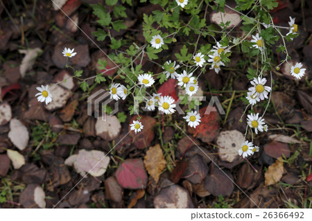 秋天龍響鈴菊花 26366492