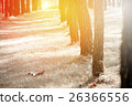 Walking trail pine-trees and sunlight 26366556