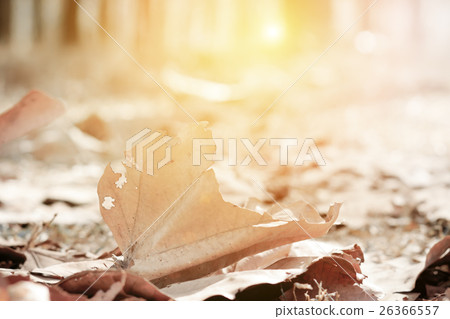 Pine-leaves on the ground with sidewalk pine-trees Pine-leaves on the ground with sidewalk pine-trees 26366557