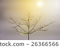 Branch of dead tree with sunlight 26366566