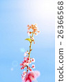 cherry blossom in sunshine with blue sky 26366568