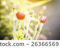 red poppy with sunlight and blurred background 26366569