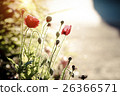 red poppy with sunlight and blurred background 26366571