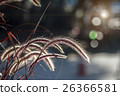 Grass flower on blurredbackground 26366581