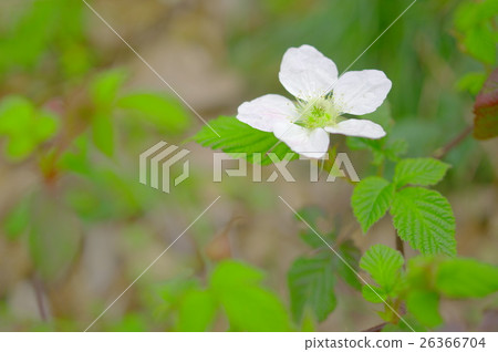 草地草莓花 26366704