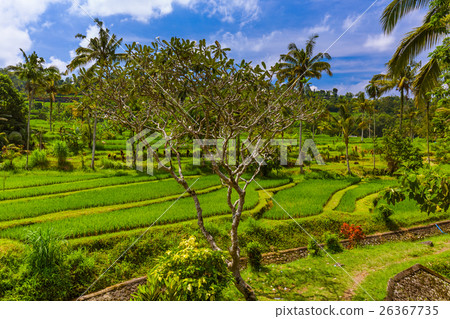Rice fields - Bali island Indonesia 26367735