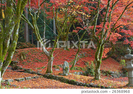 Chicken Foot Temple Autumn Leaves 26368968
