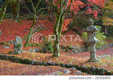 Chicken Foot Temple Autumn Leaves 26368969