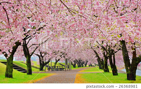 櫻花步道 26368981