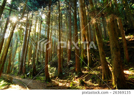 清晨的森林 清晨的森林 26369135
