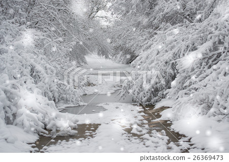 snow-covered trees plants forest in winter 26369473