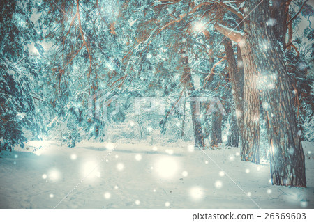 snow-covered trees plants forest in winter 26369603