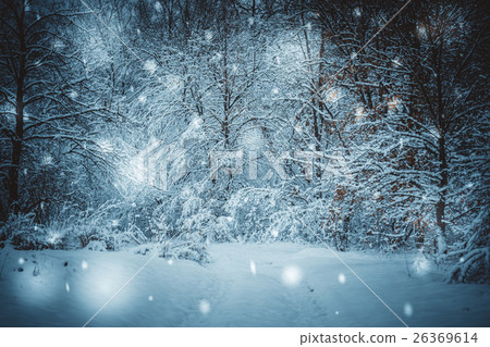 snow-covered trees plants forest in winter 26369614