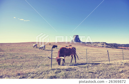 Cows and bison with Devils Tower in distance, USA. 26369872