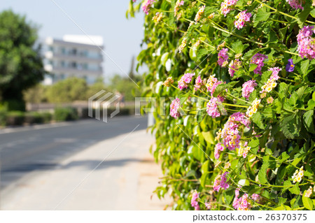 Floral postcard for your design Floral postcard for your design 26370375