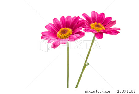 pink daisy 26371195